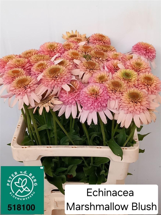 <h4>Echinacea Marshmallow Blush</h4>