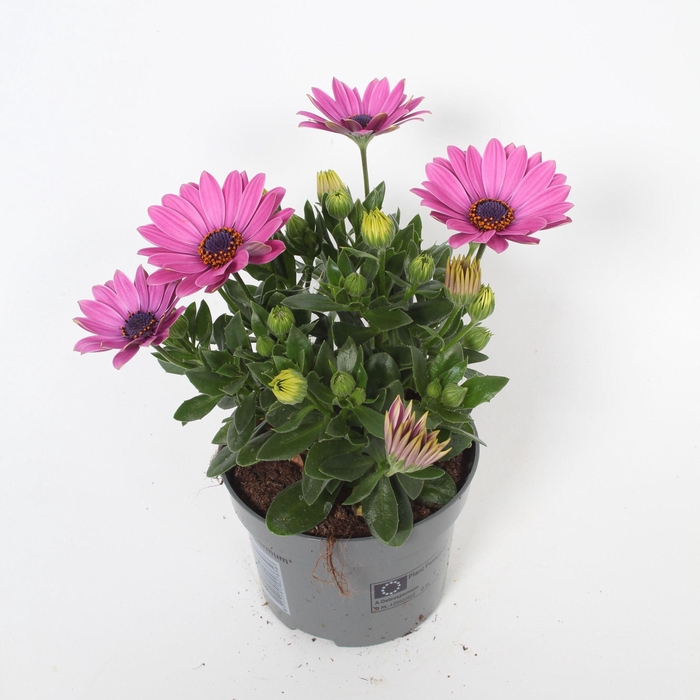 <h4>Osteospermum Davina</h4>