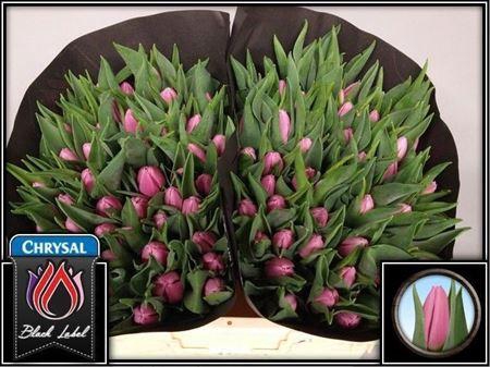 <h4>Tu En Sirikit</h4>