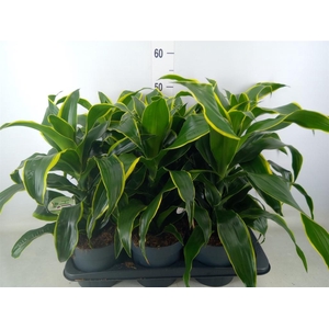 Dracaena frag. 'Dorado'