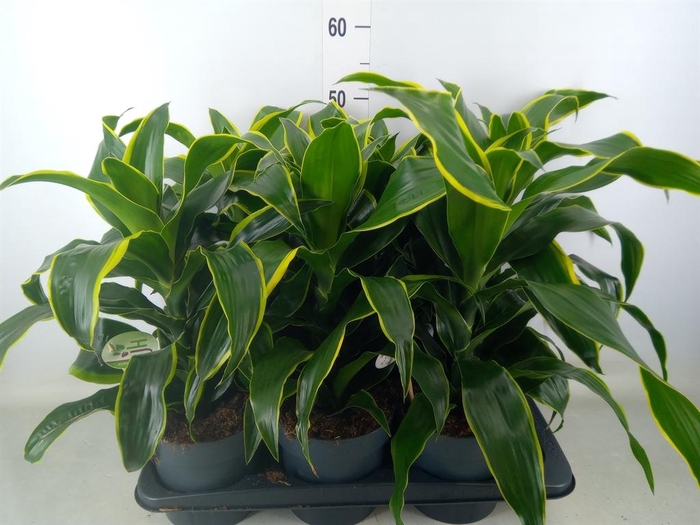 <h4>Dracaena frag. 'Dorado'</h4>