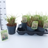 Pennisetum alopecuroides