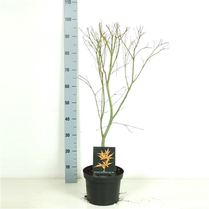 Acer palmatum 'Katsura' P23 Full CC