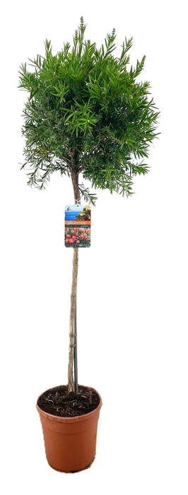 <h4>Callistemon masotti</h4>