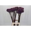 Allium Summer Drummer