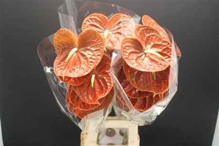 <h4>Anthurium Terrasol</h4>