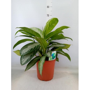 Aglaonema  'Silver Bay'