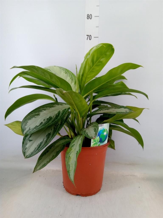 <h4>Aglaonema  'Silver Bay'</h4>