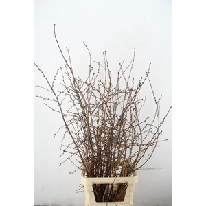 PRUNUS SERRULATA 150CM