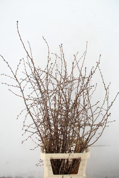 <h4>PRUNUS SERRULATA PER STEM 150CM</h4>