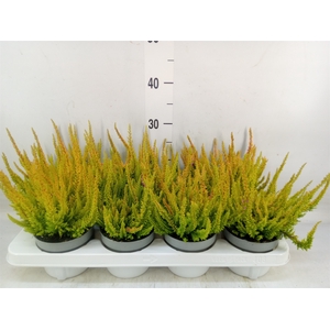 Calluna vulg. 'Skyline'   ...mix