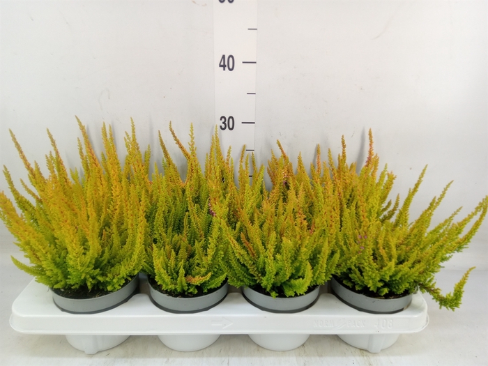 <h4>Calluna vulg. 'Skyline'   ...mix</h4>