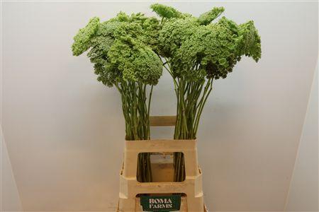 <h4>Ammi Vis Green Mist</h4>