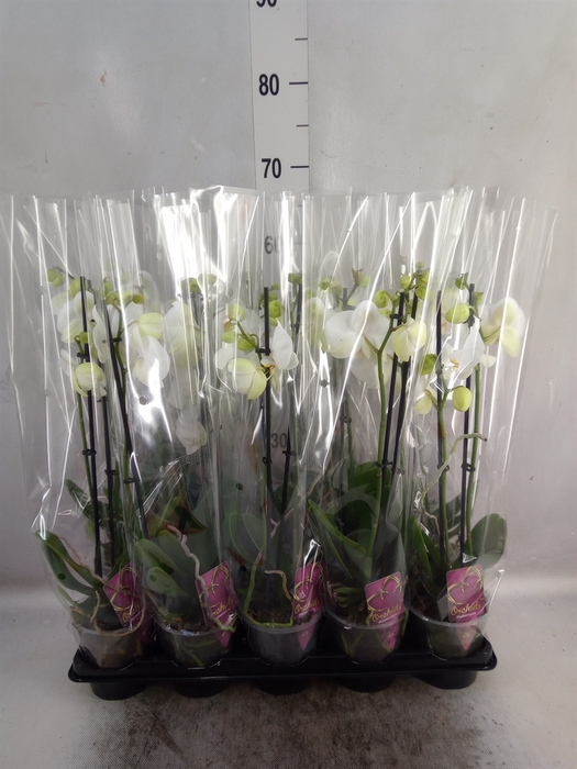 <h4>Phalaenopsis   ...white</h4>