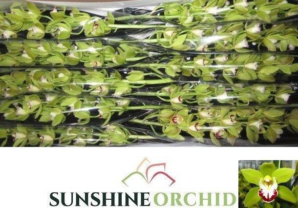 <h4>CYMB MINI OV</h4>