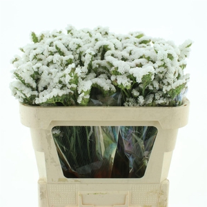 Limonium St White Birds X50
