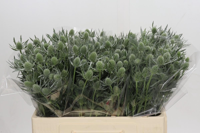 <h4>Eryngium Silver Dynamite</h4>