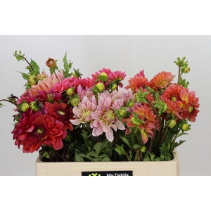 Dahlia Gemengd in fust