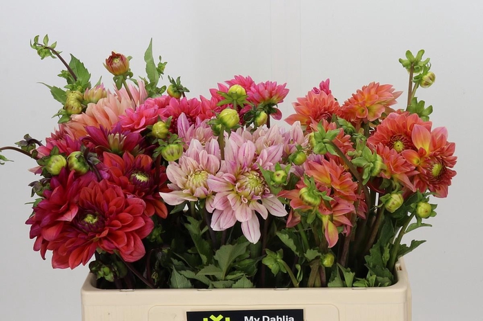 <h4>Dahlia Gemengd in fust</h4>
