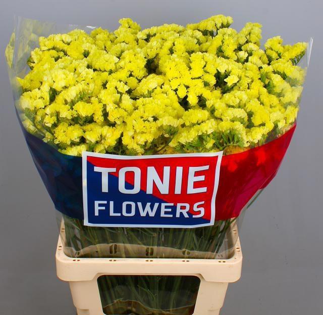 <h4>LIM S CAN SUN BIRDS</h4>