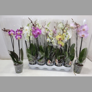 Phal Gem