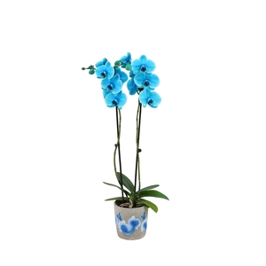 Fiore Blue Phal I Am Ocean Blue 2T14+