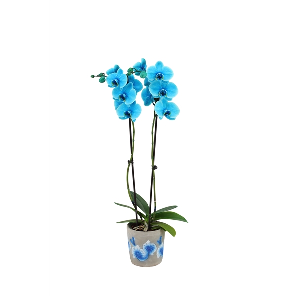 <h4>Fiore Blue Phal I Am Ocean Blue 2T14+</h4>