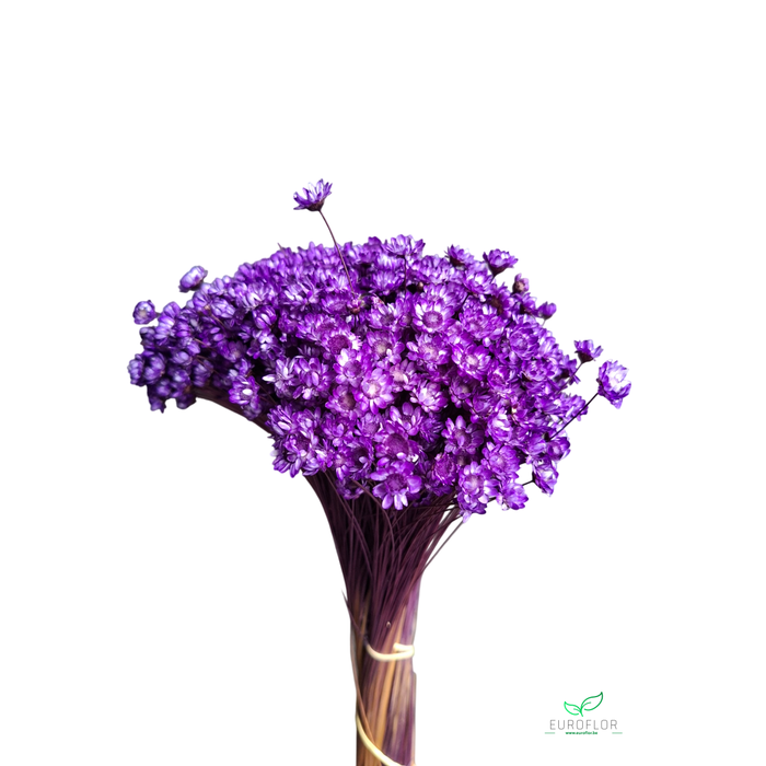 <h4>DRIED FLOWERS - GLIXIA AUBERGINE 100GR</h4>
