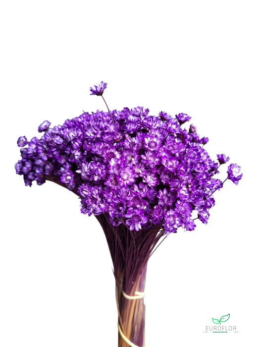 DRIED FLOWERS - GLIXIA AUBERGINE 100GR
