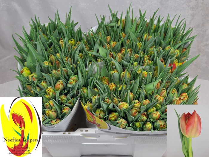 <h4>TU DU VIKING</h4>