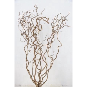 CORYL AV CONTORTA 2 JARIG 100CM