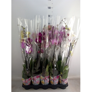 Phalaenopsis   ...mix  5