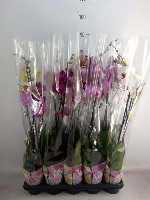 <h4>Phalaenopsis   ...mix  5</h4>