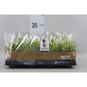 Campanula porten. 'Get Mee White'