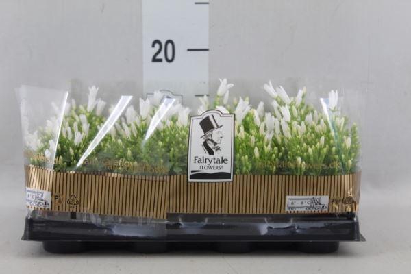 <h4>Campanula porten. 'Get Mee White'</h4>