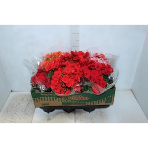 BEGONIA P15