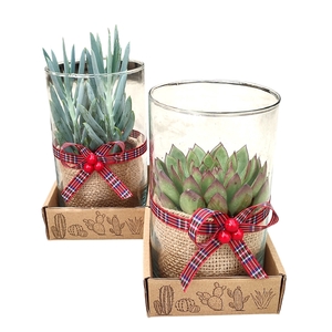 MIX SUCCULENTS INGLASS CYLINDER Ø12 H20 WITH CHRISTMAS DECORATIONS - CARDBOARD BOX 13X13CM