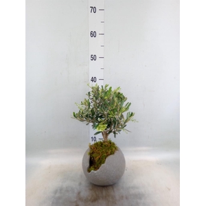 Arr.   Tuinplanten H%