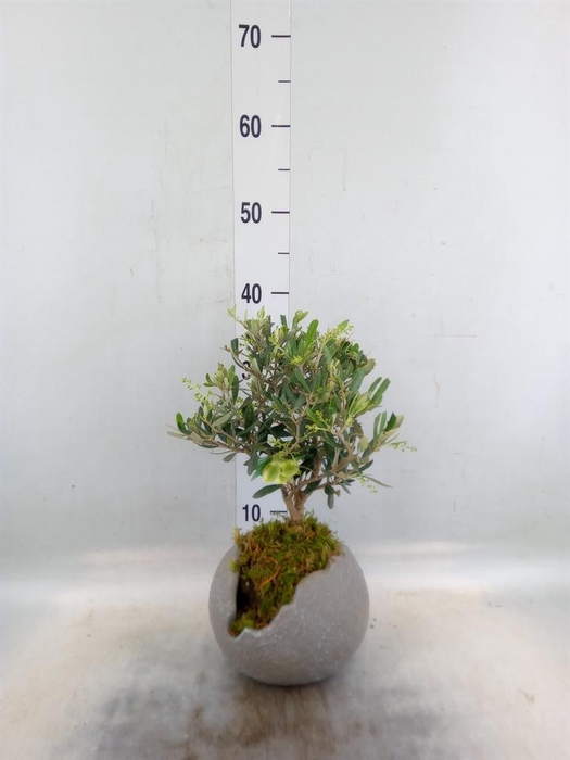 <h4>Arr.   Tuinplanten H%</h4>