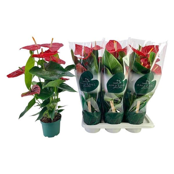 <h4>Anthurium (Andreanum Grp) Oregon</h4>
