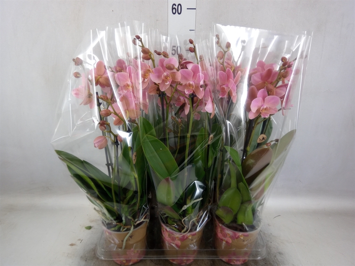 <h4>Phalaenopsis multi. 'Ant Treviso'</h4>