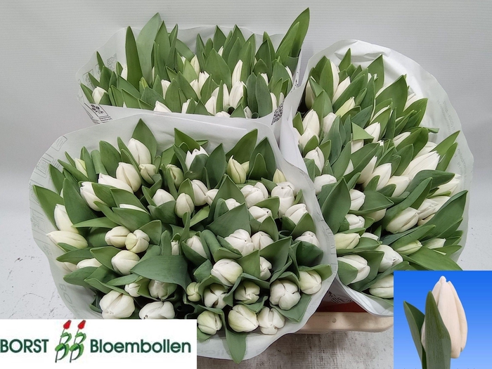 <h4>TU EN FRANCISCUS</h4>