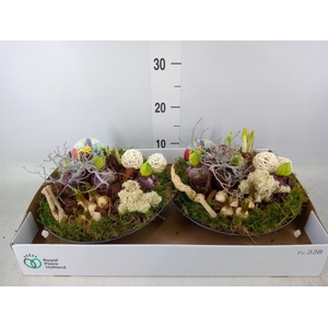 Arr.   Bol/Knolgewas L%