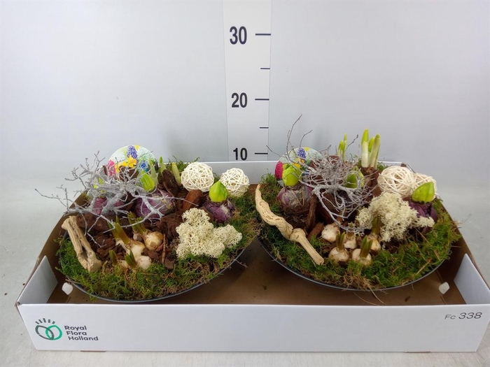 <h4>Arr. Bol/Knolgewas L%</h4>