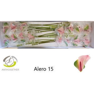 ANTH A ALERO 30 Water