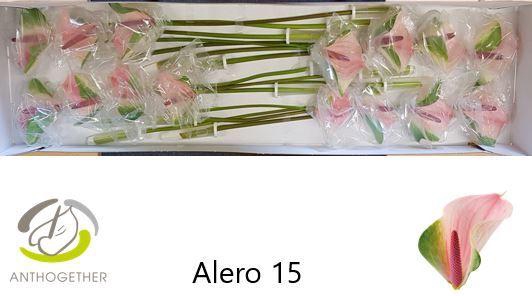 <h4>ANTH A ALERO 30 Water</h4>