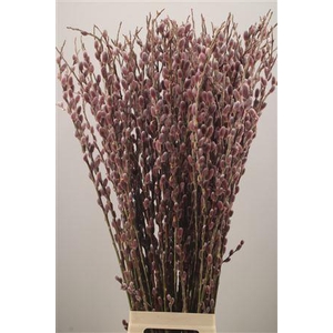 Salix G Pink Cushion