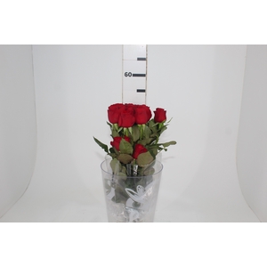 ROSA RED ALERT 050 CM ESTUFA