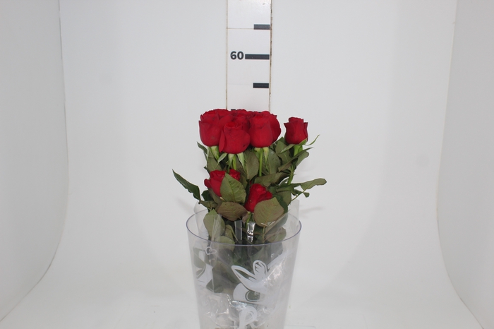 <h4>ROSA RED ALERT 050 CM ESTUFA</h4>