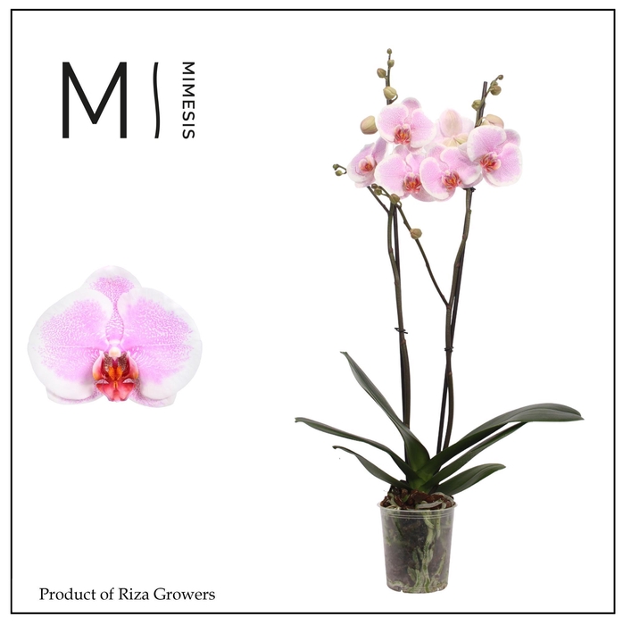 <h4>Phalaenopsis Romance 2 spike – 12cm | Mimesis</h4>